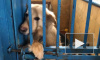 Петербуржцы стали чаще брать животных из приютов на карантине: репортаж Piter.TV