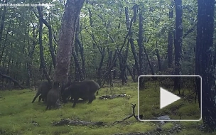 В Приморье танцующие ламбаду кабаны попали на фотоловушку