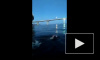 Петербуржец 20 часов провел в Финском заливе: мужчина совершил заплыв "СПб-Кронштадт" и обратно