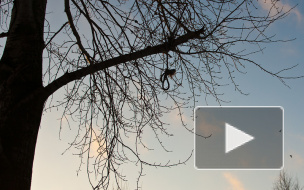 Украинец покончил с собой на кладбище в Колпино