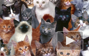 В горящем приюте для животных под Петербургом погибли кошки