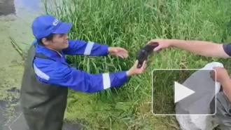 Из коллектора в Красносельском районе спасены 3 птенца лысухи
