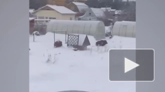 Видео: банда кабанов разгуливает по дачным участкам в Приморске