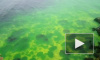 В интернете появилось видео салатового Черного моря в Севастополе