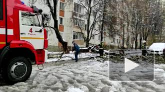 В Тульской области ветер и снег повалили более 70 деревьев