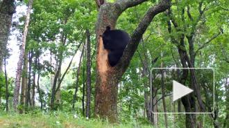 В Приморье гималайский медведь украл мед из улья