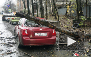 Святой Иуда валит деревья, уродует машины и рвет провода в Петербурге