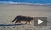 Ученые впервые получили видео с лесным котом на берегу Японского моря