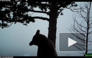 Медведь в Саяно-Шушенском заповеднике переставил фотоловушку и снял себя на видео
