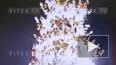 Видео: неизвестный залез на елку на Дворцовой площади