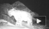 Уникальное видео редчайшего явления: рев снежного барса изумил слушателей