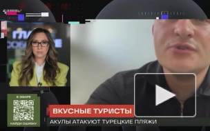 Зоолог рассказал, что стало причиной нашествия акул на популярные у россиян курорты Турции