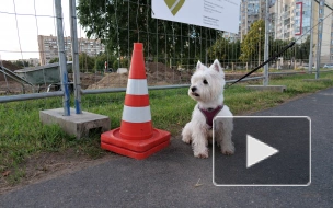 Piter.TV собрал мнения жителей Полюстрово о новой площадке для собак