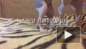 РЕДЧАЙШИЙ окрас ТОЙТЕРЬЕР. Наши питомцы)