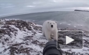 Видео из Чукотки: Бесстрашный фотограф гоняет белого медведя