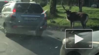 В Нижнем Тагиле оленя прогнали по дороге привязанным за рога к машине