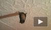 Петербурженка сняла летучую мышь в своей квартире на видео