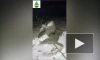 В Бурятии спасли северного оленя, тонувшего в Байкале