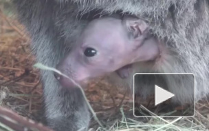 В Ленинградском зоопарке родились еще двое кенгурят