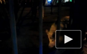 Видео: в центре Петербурга заметили свинью на поводке 