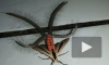 Жуткое волосатое насекомое с щупальцами снял на видео у себя дома житель Индонезии