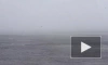 Появилось видео "снежного шторма" на Финском заливе
