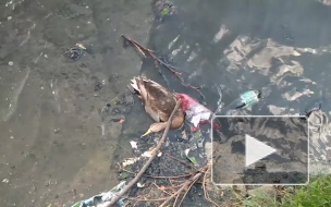 В реке Новой, где массово гибли уточки, обнаружили мышьяк, свинец и никель