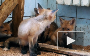 Россиянам запретят держать дома волков и крокодилов