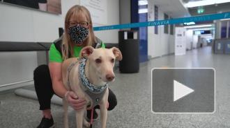 В аэропорту Хельсинки начали проверять на COVID-19 с помощью собак