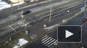 Видео: На Гатчинском шоссе внедорожник сбил собаку 