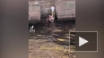 На видео в TikTok попал еще один пловец по рекам летнего...