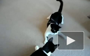 Головокружительные трюки от котов