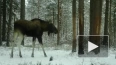 В Ленинградской области лоси стали сбрасывать рога
