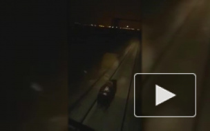 Прокуратура проверит машинистов, которые задавили медведя, видео опубликовано в сети