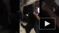Видео танцев с поцелуем генпрокурора Украины с собакой ...
