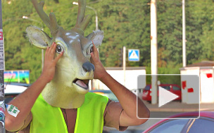 Олень на велосипеде убеждал "вело-петербуржцев" подружиться с зеброй