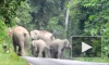 В Таиланде стадо слонов затоптало мотоциклиста: их зверства попали на видео