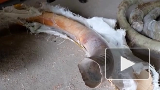 В Хабаровском крае пограничники изъяли из тайника 1,5 тонны бивней мамонта