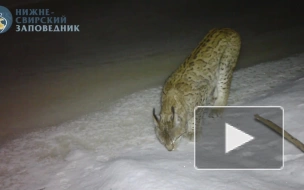 Енотовидная собака и рысь попали на видео в Нижне-Свирском заповеднике