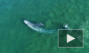 В Калифорнии серый кит подплыл вплотную к пляжу и попал на видео