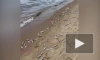 Прокуратура установит причину массовой гибели рыбы в Карелии