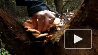 Поедание грибов снижает вероятность рака простаты