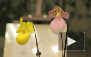 В Ботаническом саду массово цветут азалии, а также проходит выставка орхидей