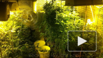В Колпино и Понтонном нашли марихуановые плантации