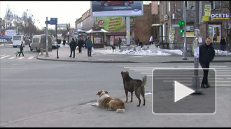 Возле «Елизаровской» стая собак кидается на прохожих