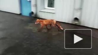 Сотрудники "Водоканала" вернули в естественную среду лису, зашедшую в гости на станцию аэрации