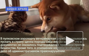 Умиленные ветеринары отказались пускать в Петербург мимимишного щенка сиба-ину