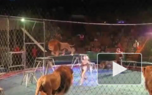 Видео с атакой львов в казанском цирке оказалось фейком  