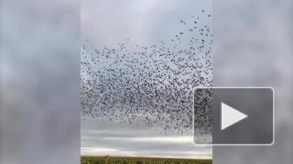 Феномен мурмурации на Кубани попал на видео