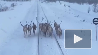 В Якутии олени перегородили путь пассажирскому поезду